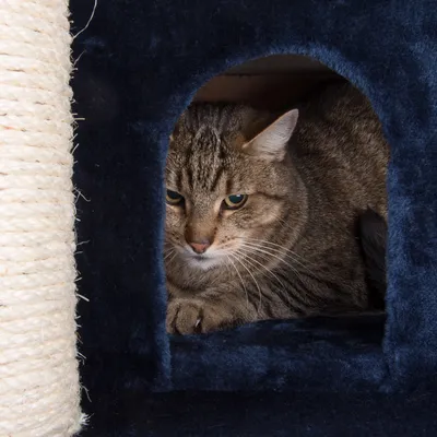 Kat in donkerblauwe kattenhuis met sisal krabpaal zichtbaar aan de zijkant. Kat ligt binnenin het huisje.