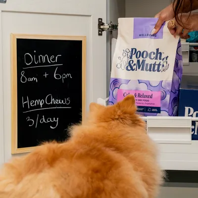 Pooch and Mutt Calm & Relaxed