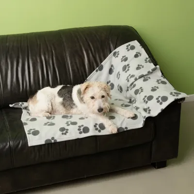 Câine întins pe o pătură albă cu modele de lăbuțe gri, așezată pe o canapea din piele neagră.