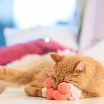 Rode kat speelt met een roze pluchen speeltje in de vorm van een poot op een bed.