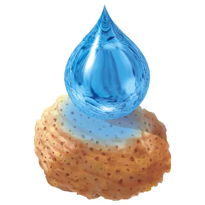 Ilustração de uma gota de água sobre um pedaço de ração seca, simbolizando a absorção de humidade.
