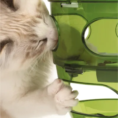 Kat met witte vacht gebruikt een groene kunststof voerpuzzel met openingen. Alleen het product en de kat zijn zichtbaar, zonder merknaam of extra tekst.