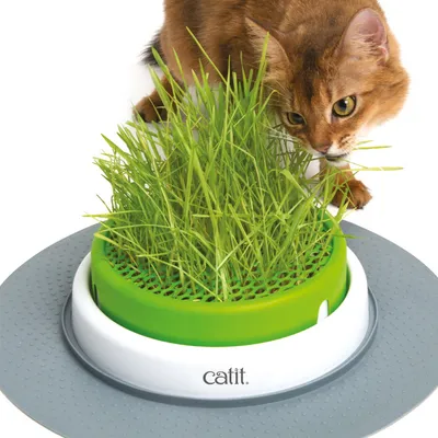 Catit cat grass set with green container and grey base. Cat sniffs fresh grass.