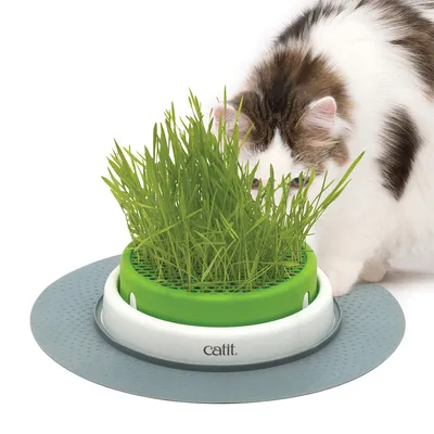 Catit grass station with green insert and grey base, cat sniffing fresh grass.