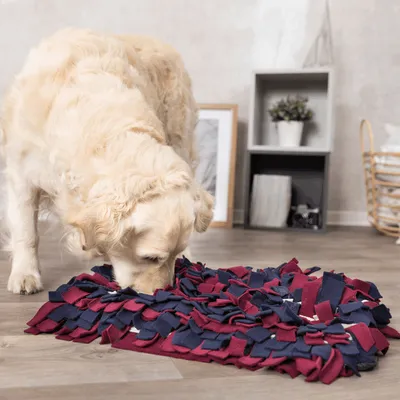 Dog examines a red and blue snuffle mat on a wooden floor. Product for activity and scent training.