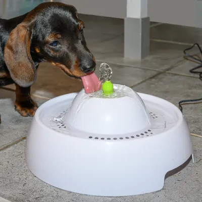 Куче пие вода от бял пластмасов фонтан за домашни любимци с малка зелена топка в центъра. Видима е струя течаща вода.