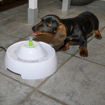 Кученце близо до бял пластмасов фонтан за вода с течаща струя, поставен на подови плочки. Видим електрически кабел.