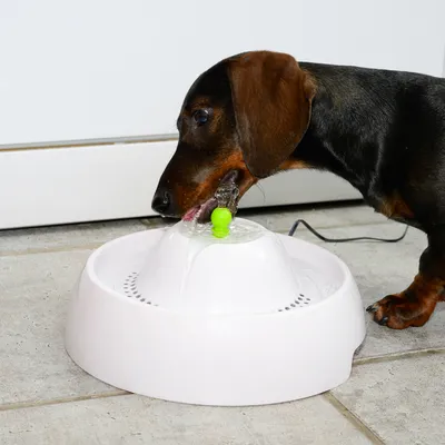 Hund trinkt aus einem weissen Trinkbrunnen mit grünem Wasserspender. Elektrisches Kabel sichtbar.