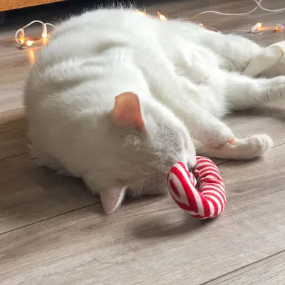 Бяла котка лежи на пода и държи червено-бяла плюшена играчка с форма на бастун.