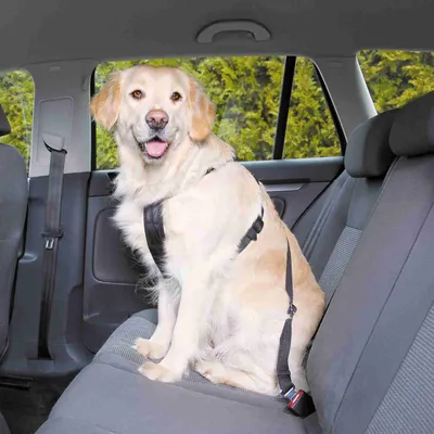 Dog harness with seat belt attachment on a car seat, suitable for safe car journeys.
