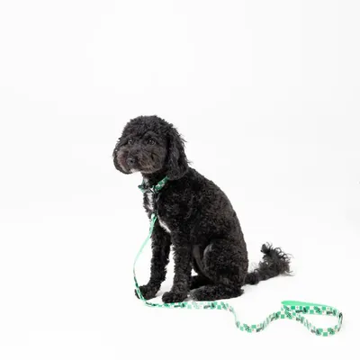 Schwarzer Hund mit grünem Halsband und passender grüner Leine mit Muster, sitzend vor weissem Hintergrund.