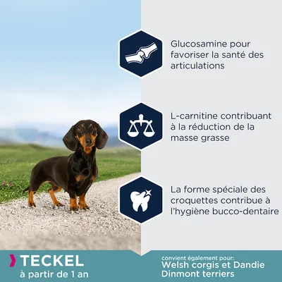 Teckel à partir de 1 an. Glucosamine pour la santé des articulations, L-carnitine pour réduire la masse grasse, croquettes spéciales pour l’hygiène bucco-dentaire. Convient aussi Welsh corgis et Dandie Dinmont terriers.
