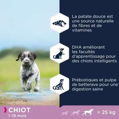 Texte : Chiot 1–18 mois >25 kg. La patate douce est une source naturelle de fibres et de vitamines. DHA améliorant les facultés d’apprentissage. Prébiotiques et pulpe de betterave pour digestion saine.
