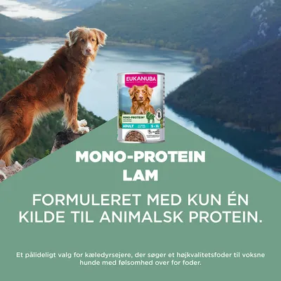 Eukanuba Mono-Protein Lam, formuleret med kun én kilde til animalsk protein. Til voksne hunde med foderintolerance. Eukanuba Mono-Protein Lam, formuleret med kun én kilde til animalsk protein. Til voksne hunde med foderintolerance.