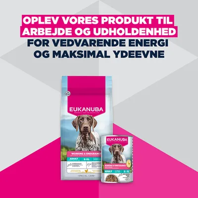 Eukanuba Working & Endurance Adult S-XL tør- og vådfoder. Oplev vores produkt til arbejde og udholdenhed, for vedvarende energi og maksimal ydeevne. Eukanuba Working & Endurance Adult S-XL tør- og vådfoder. Oplev vores produkt til arbejde og udholdenhed, for vedvarende energi og maksimal ydeevne.