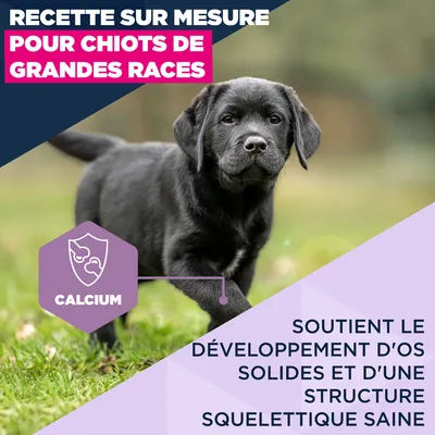 Eukanuba Premium Nutrition Puppy Large et Giant Breed au poulet