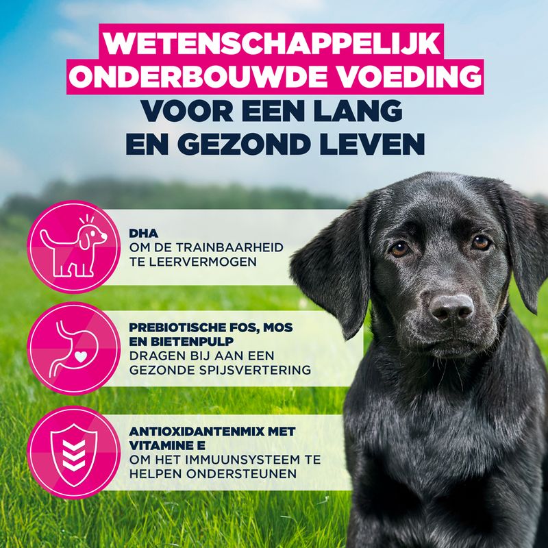 Eukanuba Puppy Large Breed Kip Hondenvoer