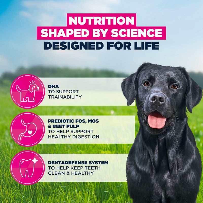 Eukanuba Premium Nutrition Junior Large & Giant Breed Kylling