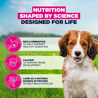 Eukanuba Premium Nutrition Puppy Small & Medium Breed bárány & rizs