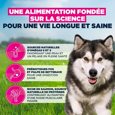 Eukanuba Premium Nutrition Adult Large et Giant Breed Saumon