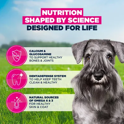 Eukanuba Premium Nutrition Mature Small Breed kuracie