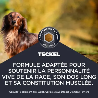 Teckel. Formule pour soutenir la personnalité vive, le dos long et la constitution musclée. Convient également aux Welsh Corgis et aux Dandie Dinmont Terriers. Teckel. Formule pour soutenir la personnalité vive, le dos long et la constitution musclée. Convient également aux Welsh Corgis et aux Dandie Dinmont Terriers.