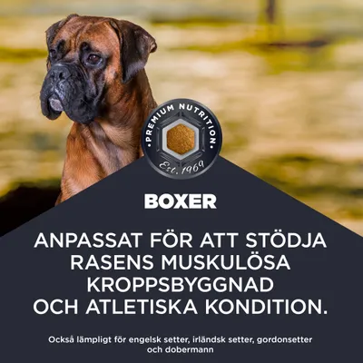 Premium Nutrition Est. 1969. Boxer. Anpassad för att stödja rasens muskulösa kroppsbyggnad och atletiska kondition. Passar även för engelsk setter, irländsk setter, gordonsetter och dobermann. Premium Nutrition Est. 1969. Boxer. Anpassad för att stödja rasens muskulösa kroppsbyggnad och atletiska kondition. Passar även för engelsk setter, irländsk setter, gordonsetter och dobermann.