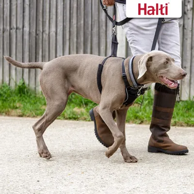 Pas na povodcu s crnim Halti ormom, osoba u čizmama vodi psa u šetnji. Vidljiv Halti brend u gornjem desnom kutu.