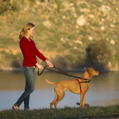 Hund mit rotem Geschirr und schwarzer Leine, geführt von einer Person in rotem Pullover, im Freien vor einem See.
