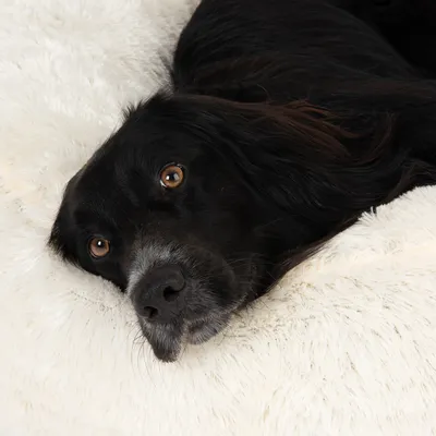 Pet lying on a fluffy, white bed, demonstrating comfort and use of the bedding product.