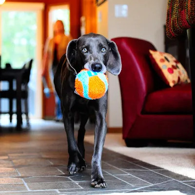 Hund bærer en orange-blå bold i munden i en stue. Produktet viser brug af hundelegetøj.