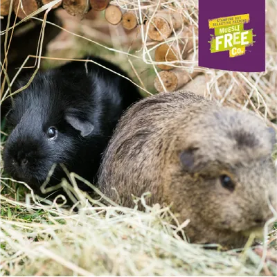Two guinea pigs in hay, top right text: Stamping out selective feeding. Muesli Free Co.