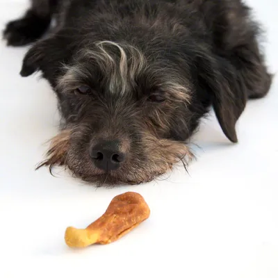 Svart och grå hund ligger ner med ett tuggben framför nosen på vit bakgrund. Inga synliga varumärken eller förpackningar.