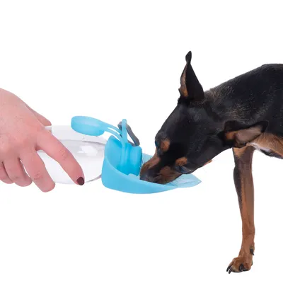 Hand hält tragbare Wasserflasche mit integriertem Napf, aus dem ein kleiner Hund trinkt.