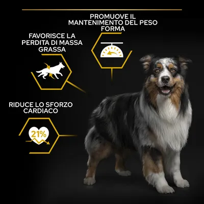 Promuove il mantenimento del peso forma, favorisce la perdita di massa grassa, riduce lo sforzo cardiaco del 21%. Immagine di un cane adulto a pelo lungo.