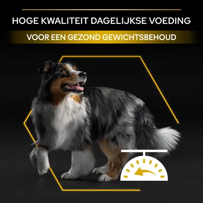 Hoge kwaliteit dagelijkse voeding voor een gezond gewichtsbehoud. Afbeelding van hond met weegschaalpictogram.