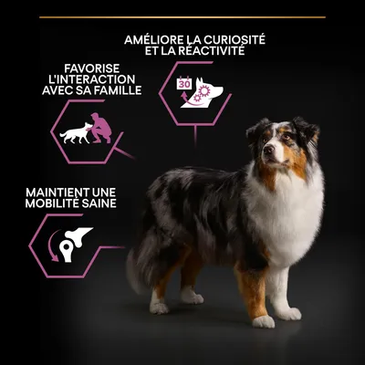 Améliore la curiosité et la réactivité, favorise l'interaction avec sa famille, maintient une mobilité saine. Texte en français sur image d'un chien adulte à poil long.