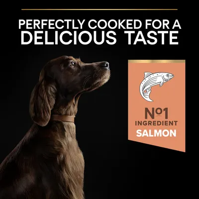 Tekst: PERFECTLY COOKED FOR A DELICIOUS TASTE. Skilt med fisketegning og tekst: Nº1 INGREDIENT SALMON. Billede af brun hund med halsbånd.