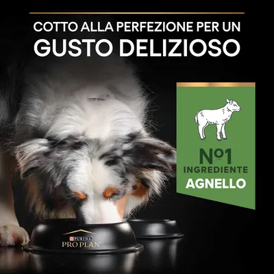 Cotto alla perfezione per un gusto delizioso. N°1 ingrediente agnello. Cane che mangia da ciotola Purina Pro Plan.