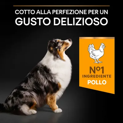 Cotto alla perfezione per un gusto delizioso. N°1 ingrediente pollo.