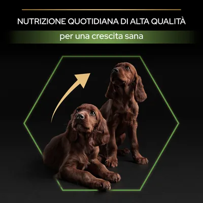 Testo: 'Nutrizione quotidiana di alta qualità per una crescita sana'. Due cuccioli di cane marrone, uno sdraiato e uno seduto, con freccia che indica la crescita.