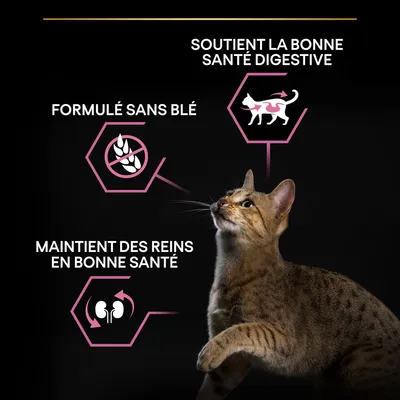 Formulé sans blé, soutient la bonne santé digestive, maintient des reins en bonne santé. Chat illustrant les bénéfices du produit.