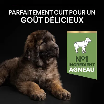 Texte : Parfaitement cuit pour un goût délicieux. Badge vert avec dessin d’un agneau et texte : N°1 ingrédient agneau.