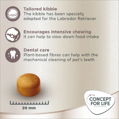 Tailored kibble for Labrador Retriever, encourages intensive chewing, dental care with plant-based fibres. Kibble size 20 mm. Concept for Life brand logo visible.