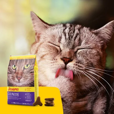 Saco de pienso para gatos Josera Culinesse Adult junto a croquetas, con un gato gris lamiéndose la pata al fondo. El envase muestra la cara de un gato y texto visible de la marca.