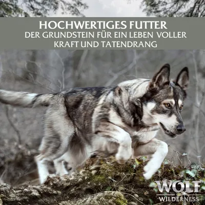 Hochwertiges Futter. Der Grundstein für ein Leben voller Kraft und Tatendrang. Wolf Wilderness Logo unten rechts.