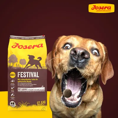 Sac de croquettes Josera Festival Adult 12,5 kg avec saumon, texte en allemand, chien marron attrapant une croquette devant l’emballage. Logo Josera visible en haut à droite.