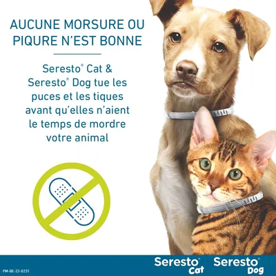 Collier antiparasitaire Seresto® pour petit chien (≤ 8 kg)