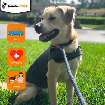 Dog wearing a Thundershirt with icons showing it is suitable for travel, vet visits, and training.