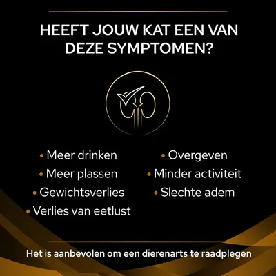 Heeft jouw kat een van deze symptomen? Meer drinken, meer plassen, gewichtsverlies, verlies van eetlust, overgeven, minder activiteit, slechte adem. Raadpleeg dierenarts.